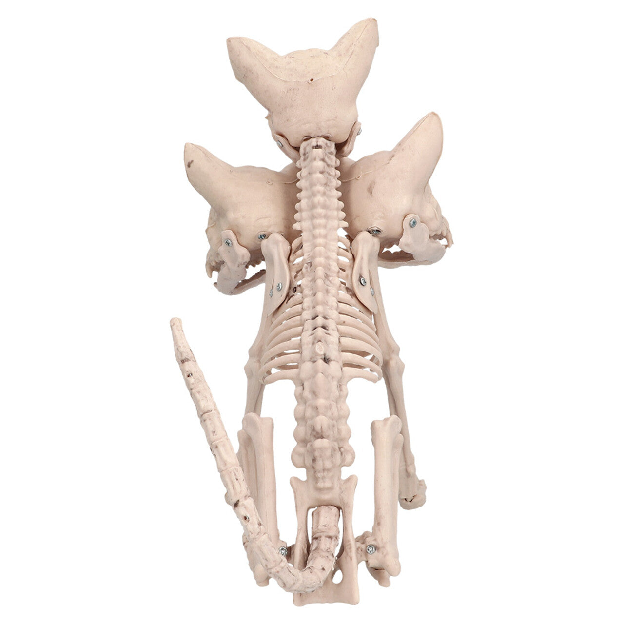 Op deze afbeelding zie je een Decoratie, van het merk Boland. Decoratie Skelet Driekoppige Hond Cerberus