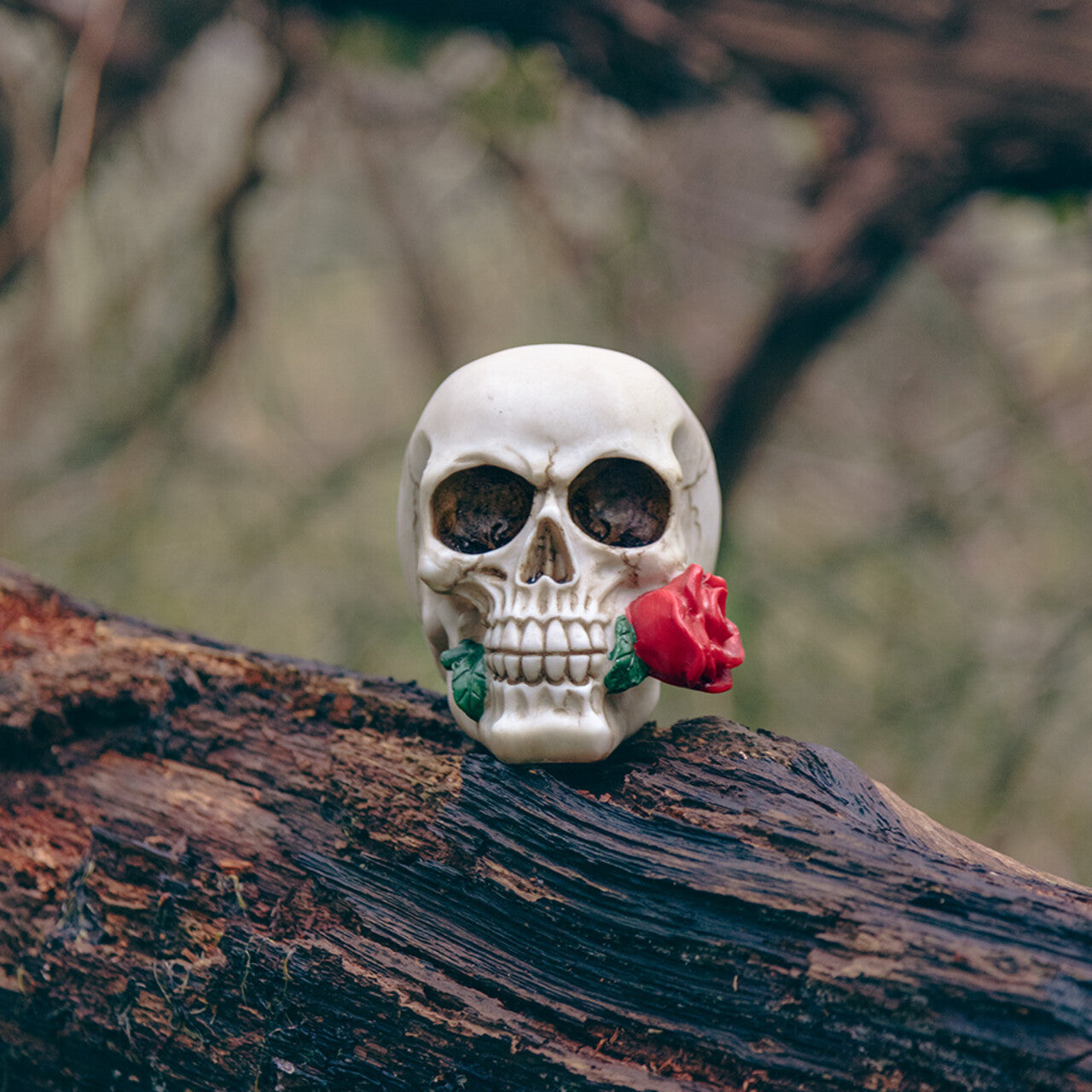 Op deze afbeelding zie je een Decoratie, van het merk Boland. Schedel Eeuwige Romanticus Casanova