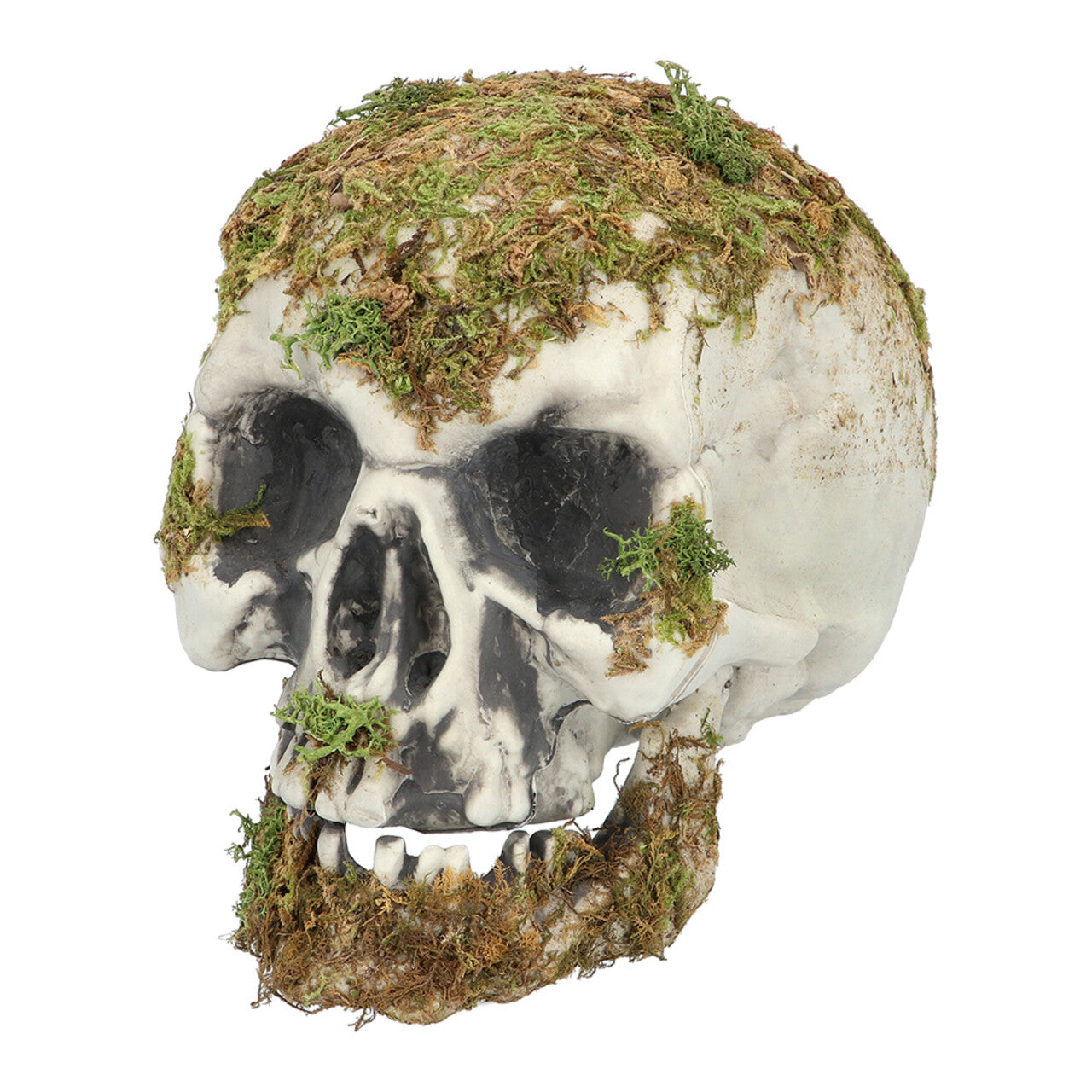 Op deze afbeelding zie je een Decoratie, van het merk Boland. Decoratie Schedel Met Mos Swamp