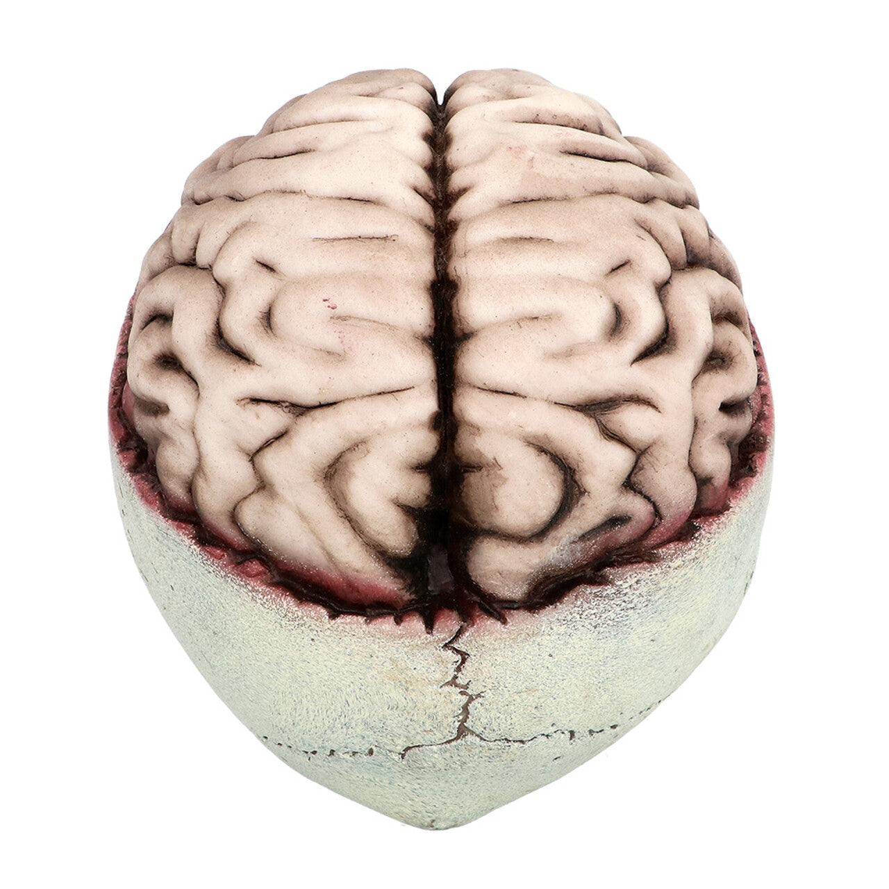 Op deze afbeelding zie je een Decoratie, van het merk Boland. Decoratie Schedel Brain-Dead Met Beweegbare Kaak