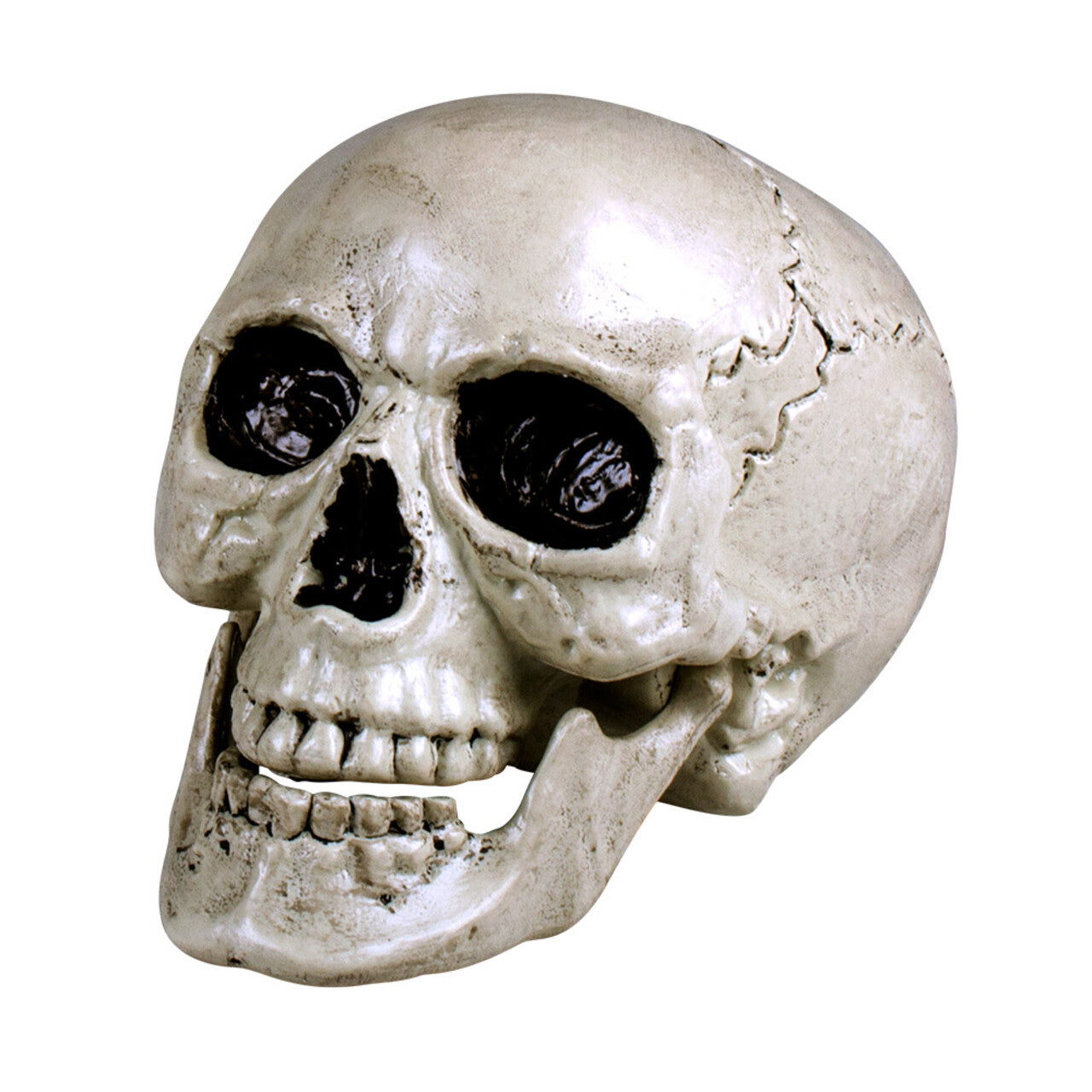 Op deze afbeelding zie je een Decoratie, van het merk Boland. Schedel Maxilla Wit Met Beweegbare Kaak