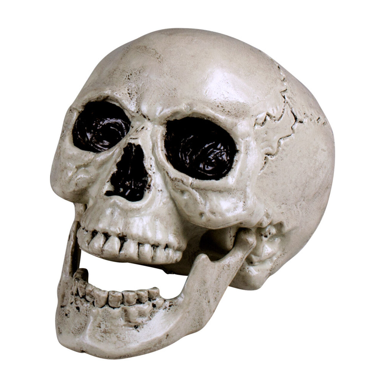 Op deze afbeelding zie je een Decoratie, van het merk Boland. Schedel Maxilla Wit Met Beweegbare Kaak