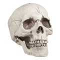 Schedel Jawbone Met Beweegbare Kaak