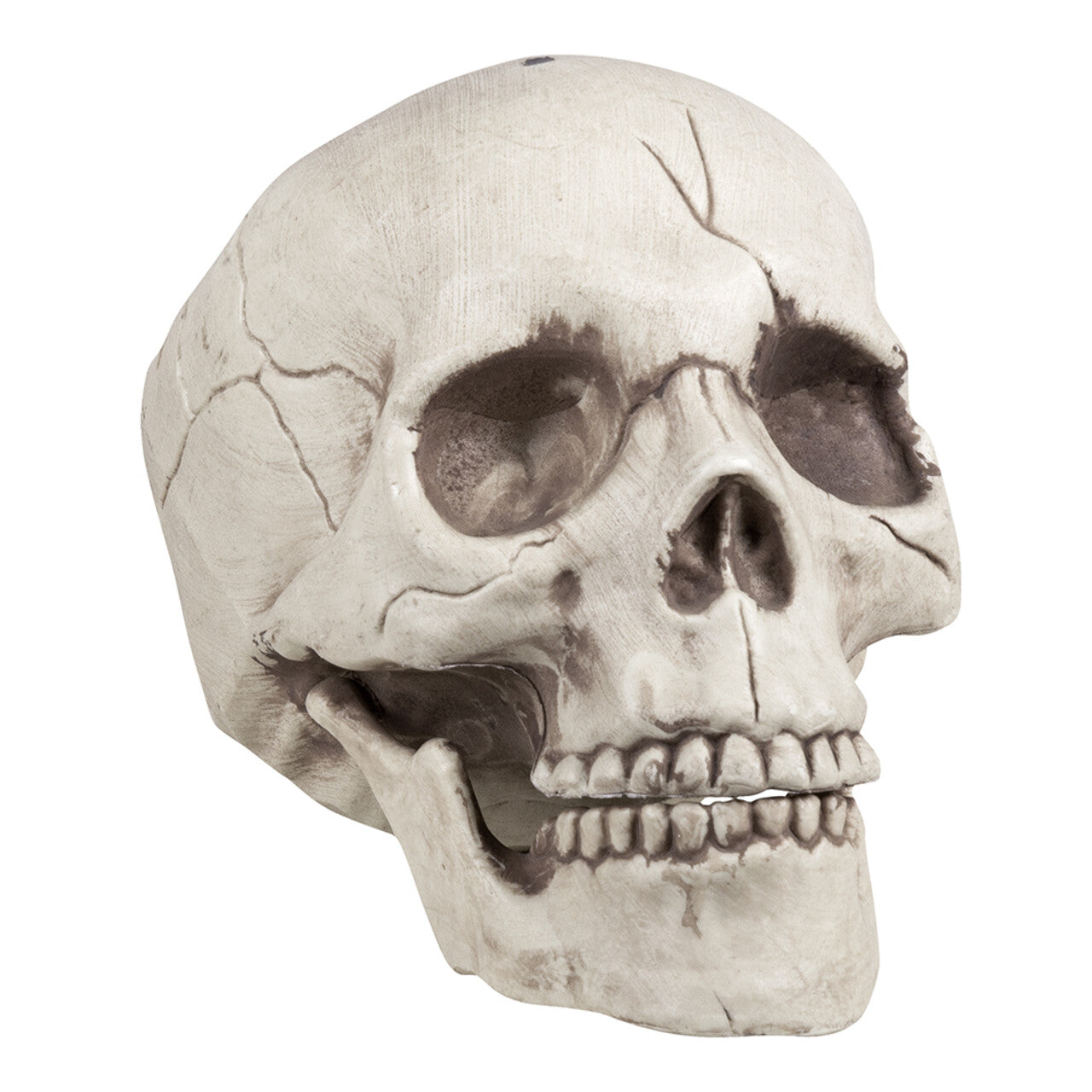 Op deze afbeelding zie je een Decoratie, van het merk Boland. Schedel Jawbone Met Beweegbare Kaak