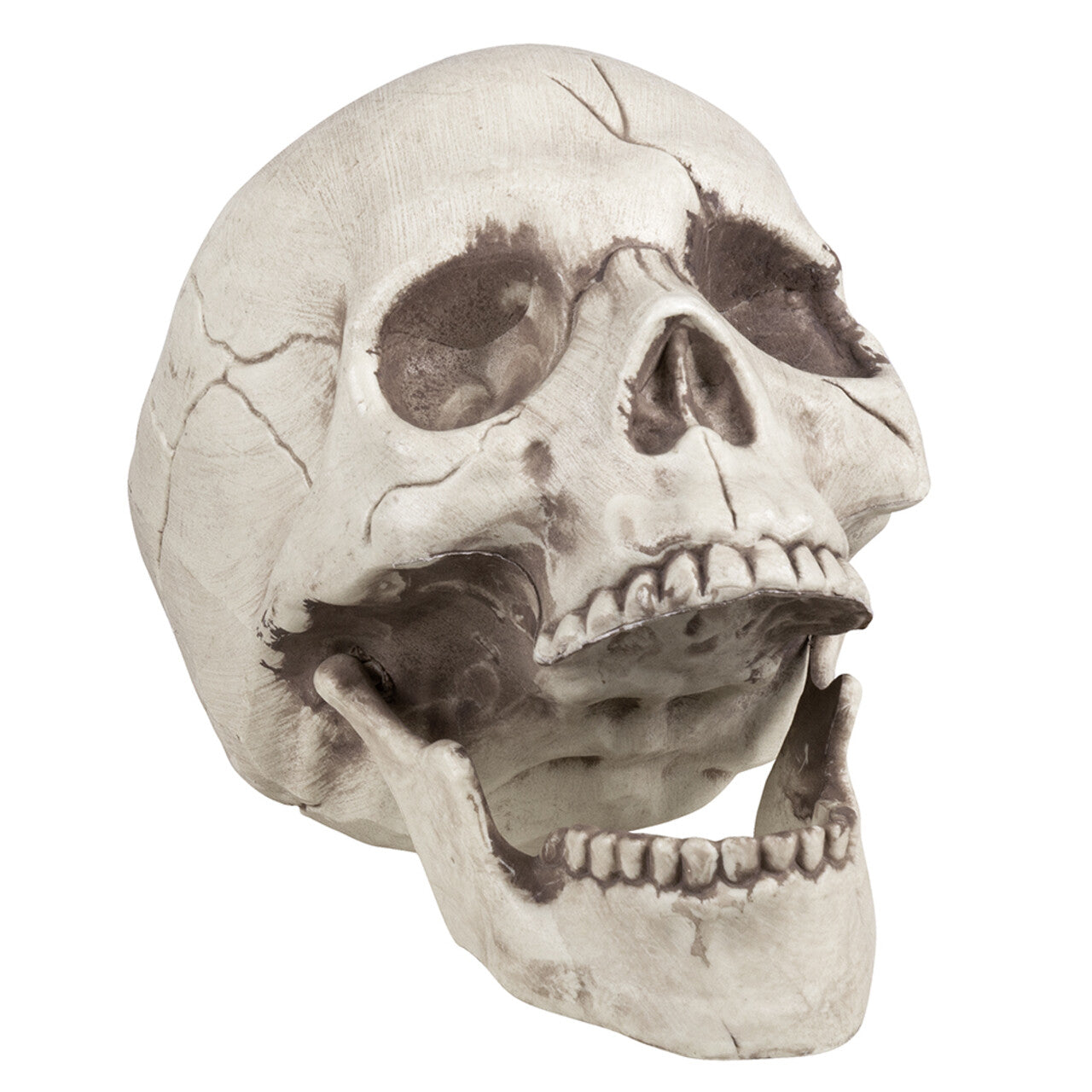 Op deze afbeelding zie je een Decoratie, van het merk Boland. Schedel Jawbone Met Beweegbare Kaak