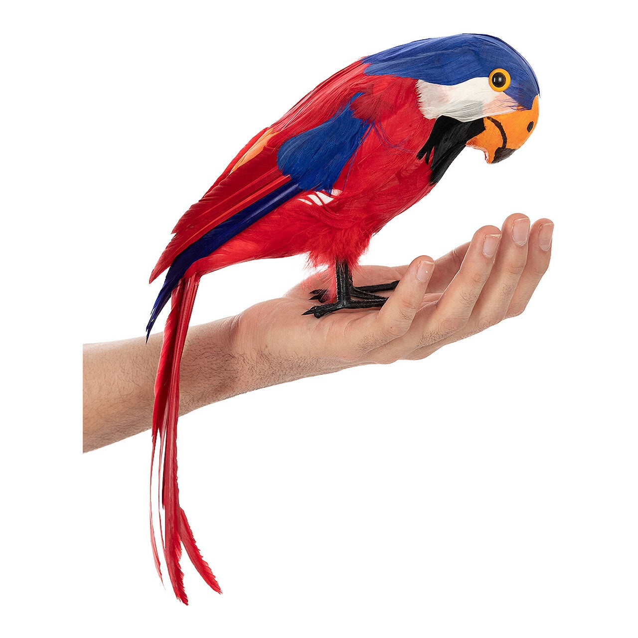 Op deze afbeelding zie je een Decoratie, van het merk Funidelia. Coco De Piraten Papageaai 40 Centimeter